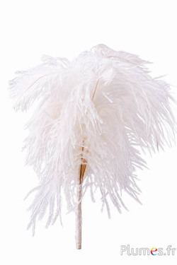 Pluim struisvogel - 4 veren, hoogte 20-24 cm - crème-wit